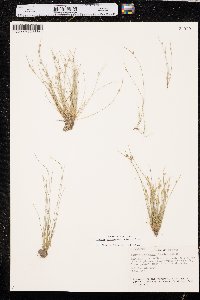 Isolepis carinata image