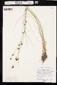 Rhynchospora capitellata image