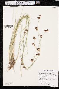 Rhynchospora capitellata image