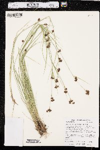 Rhynchospora capitellata image