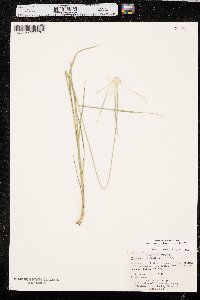 Rhynchospora colorata image
