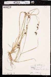 Rhynchospora glomerata image