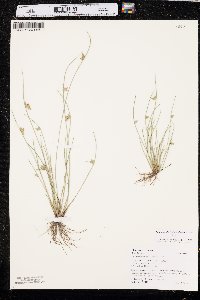 Schoenoplectiella hallii image