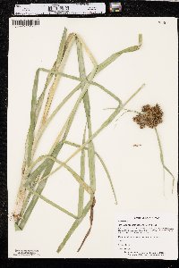 Scirpus georgianus image