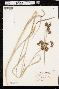 Scirpus georgianus image