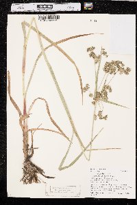 Scirpus microcarpus image