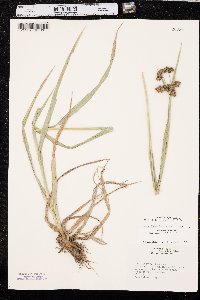 Scirpus pallidus image