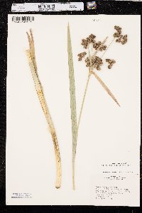 Scirpus pallidus image