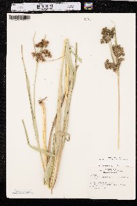 Scirpus pallidus image