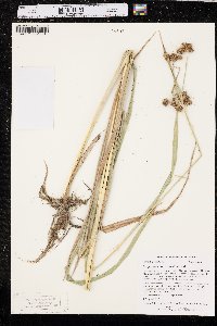 Scirpus pallidus image