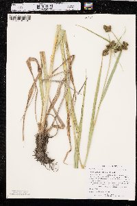 Scirpus pallidus image