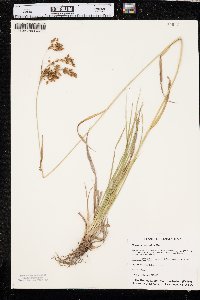 Scirpus pendulus image