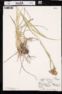 Scirpus pendulus image