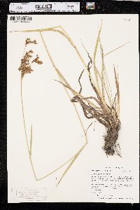 Scirpus pendulus image