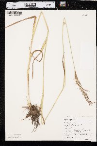 Scirpus pendulus image