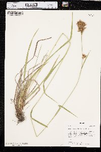 Scirpus pendulus image