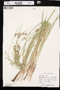 Scleria triglomerata image