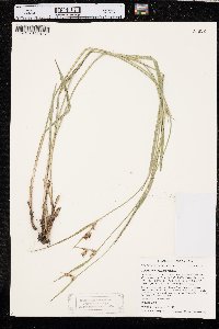 Scleria triglomerata image