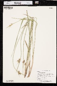 Scleria triglomerata image