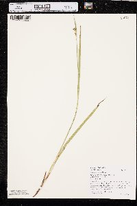 Scleria triglomerata image