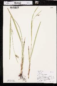 Scleria triglomerata image