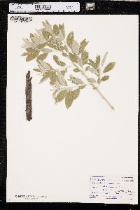 Elaeagnus angustifolia image