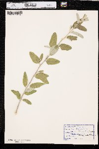 Elaeagnus angustifolia image