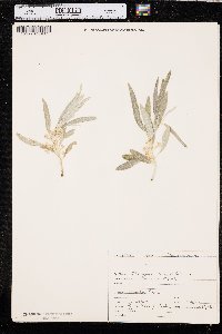 Elaeagnus angustifolia image