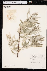 Elaeagnus angustifolia image