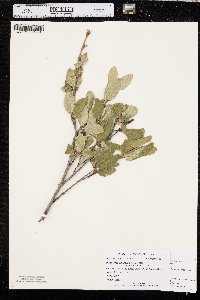 Shepherdia canadensis image