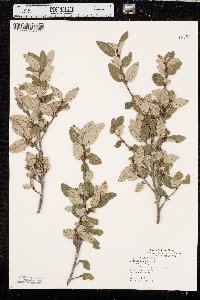 Shepherdia canadensis image