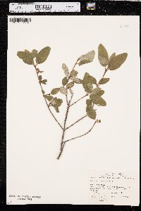 Shepherdia canadensis image