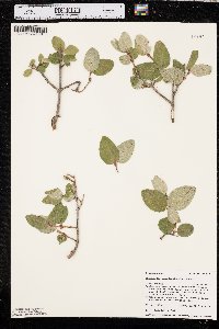 Shepherdia canadensis image