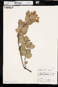 Arctostaphylos glandulosa image