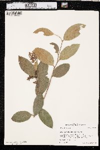 Leucothoe axillaris image