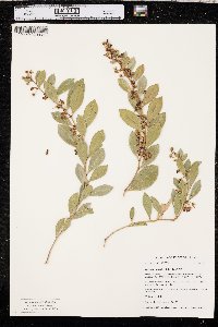 Lyonia lucida image