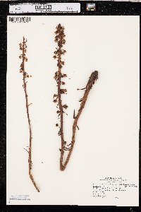 Pterospora andromedea image