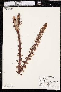 Pterospora andromedea image