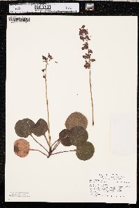 Pyrola asarifolia image