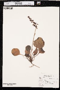 Pyrola asarifolia image