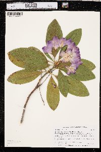 Rhododendron macrophyllum image