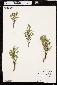 Vaccinium scoparium image