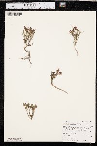 Vaccinium scoparium image