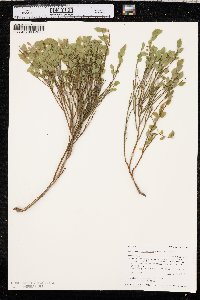 Vaccinium scoparium image