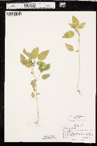 Acalypha ostryifolia image