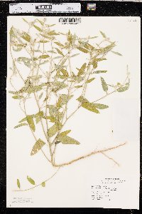 Croton texensis image