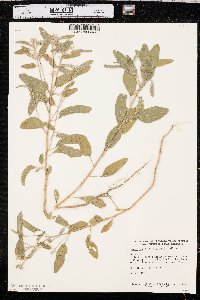 Croton texensis image