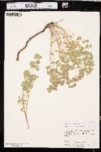 Euphorbia brachycera image