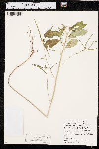 Euphorbia cyathophora image