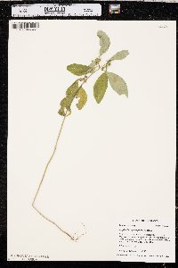 Euphorbia cyathophora image